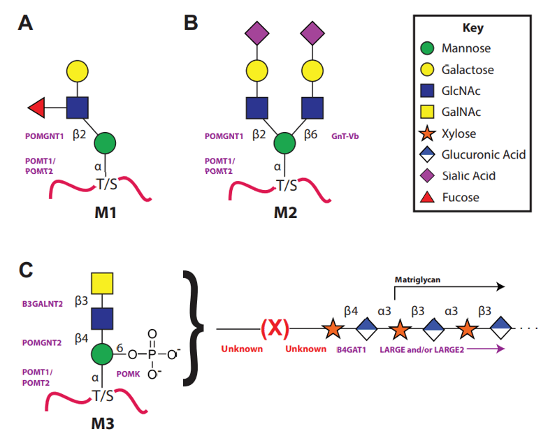 The three types of the O-Mannosylation pathway. 