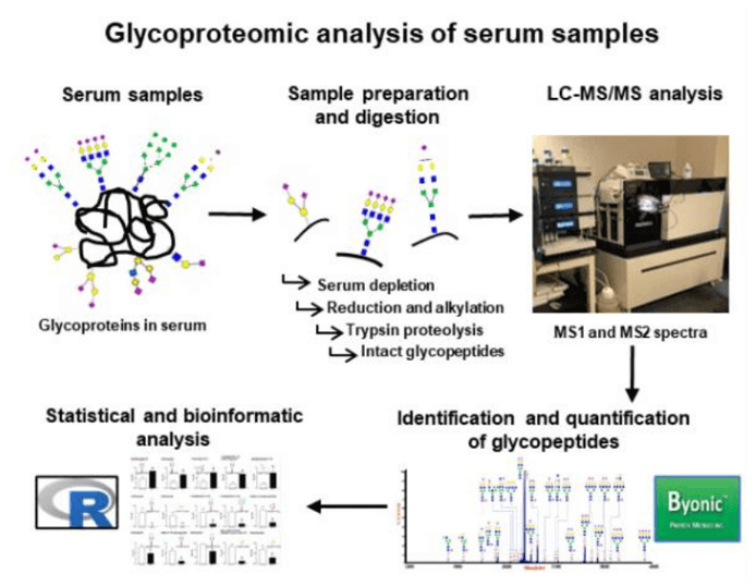 Workflow of common glycoproteomic analysis in serum.