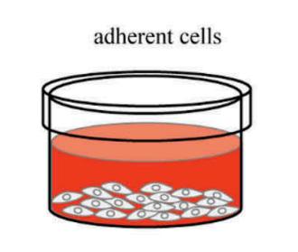 Adherent cell collection procedure