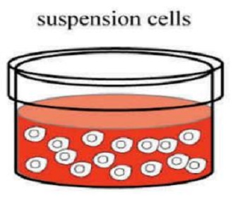Suspension cell collection procedure