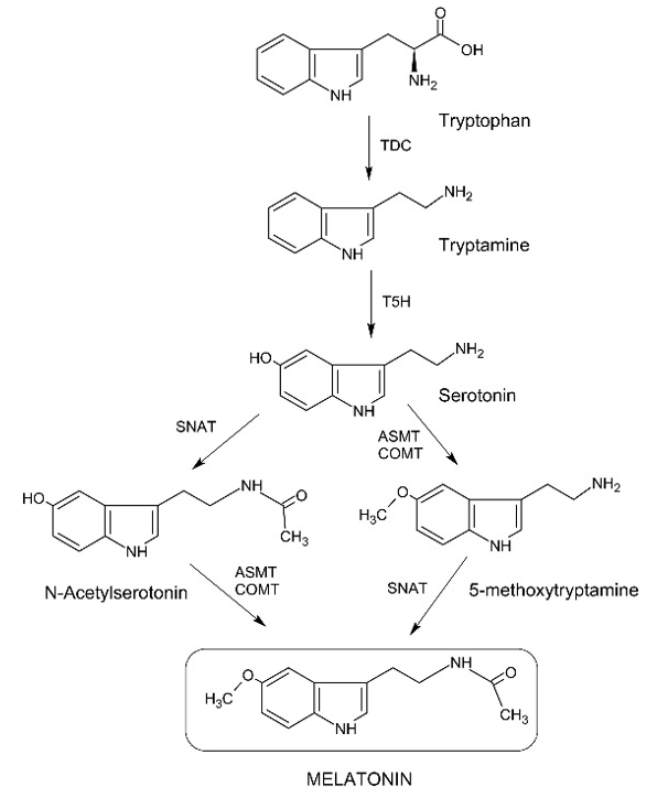 MTsynthesis pathway