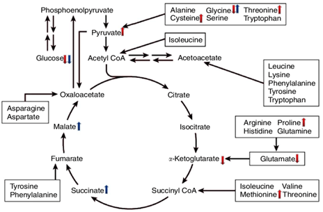 Metabolic Pathways Analysis