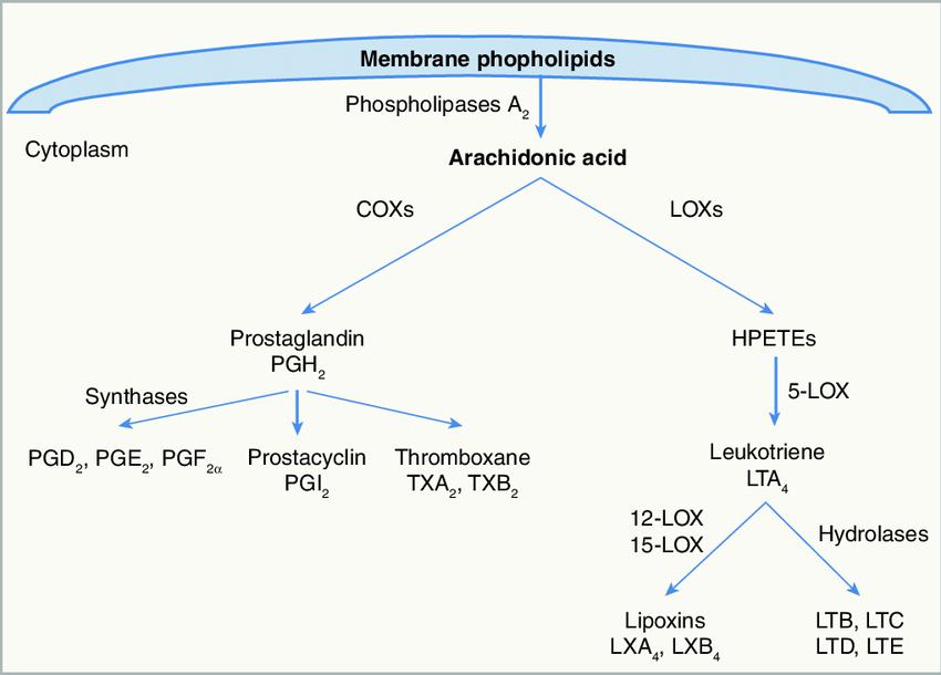 Metabolism-and-Detection-of-Arachidonic-Acid-1.jpg