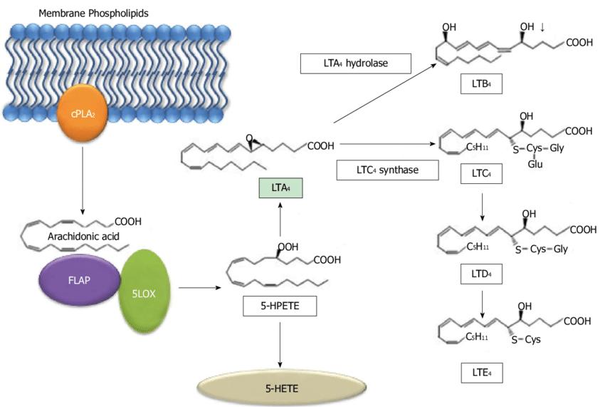 Metabolic pathway of arachidonic acid via 5-lipoxygenase