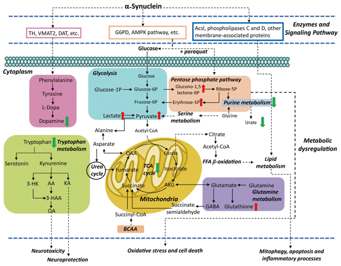 Metabolomics in Neurological Diseases