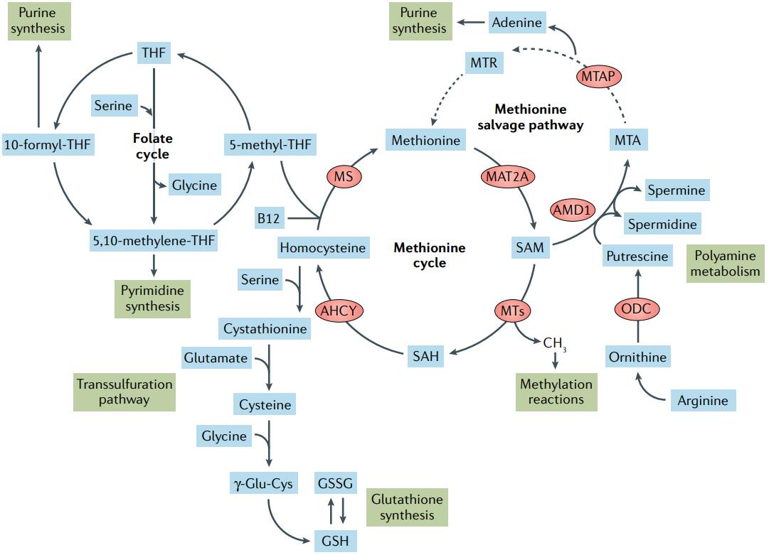 Methionine metabolism and related metabolic processes