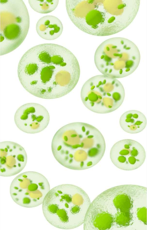 Microalgae Metabolomics Service