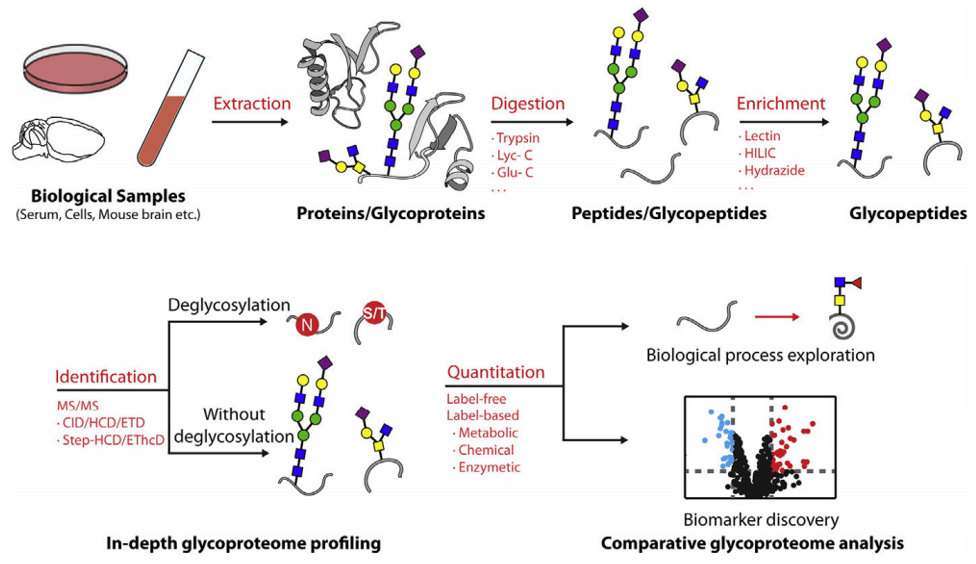 A typical workflow for MS-based glycoproteomics in different complex biological samples.