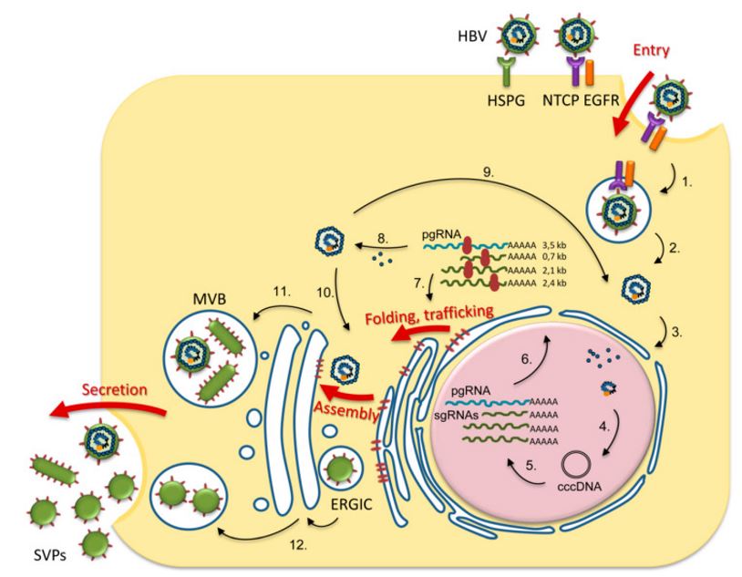 An overview of the role of N-glycosylation in the life cycle of HBV. The HBV life cycle steps regulated by N-glycosylation / N-glycan processing are indicated by a thick red arrow