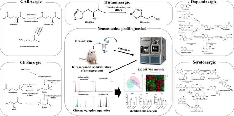 UPLC-MS/MS-based profiling of 31 neurochemicals