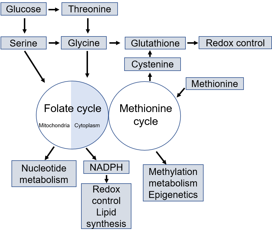 The overview of folate-mediated one carbon metabolism
