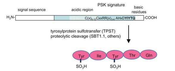 Schematic diagram of PSK biosynthesis