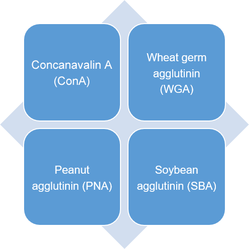 Detectable plant lectins