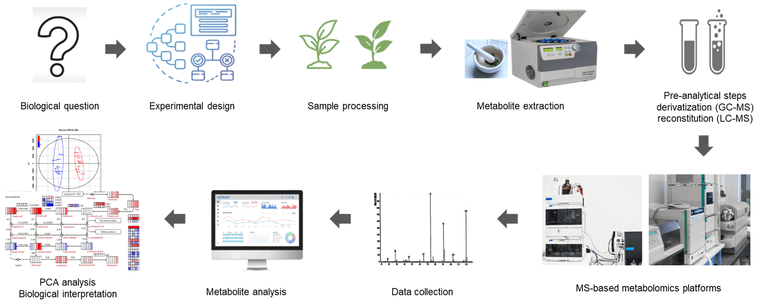 The technical route of targeted metabolomics of plant lectins