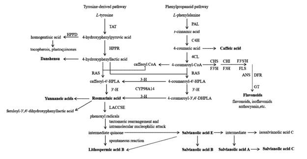 The biosynthetic pathway of phenolic acids in Salvia species. 