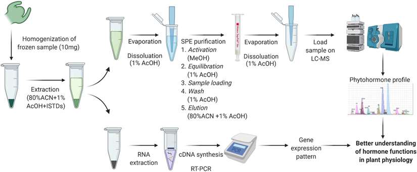 Extraction and quantification method workflow for phytohormones and RNA