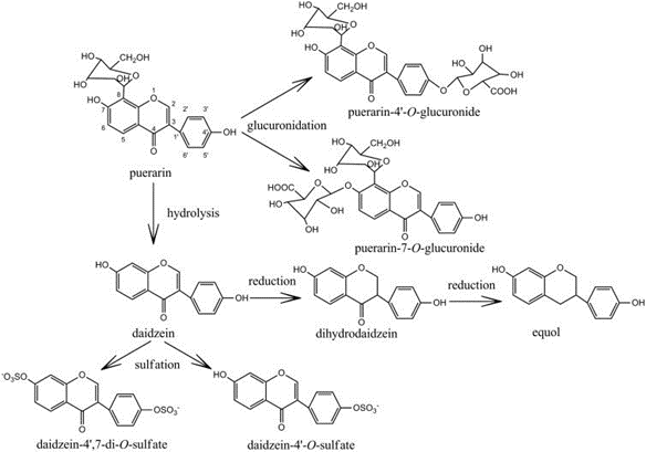 Chemical structures of puerarin and its metabolites.