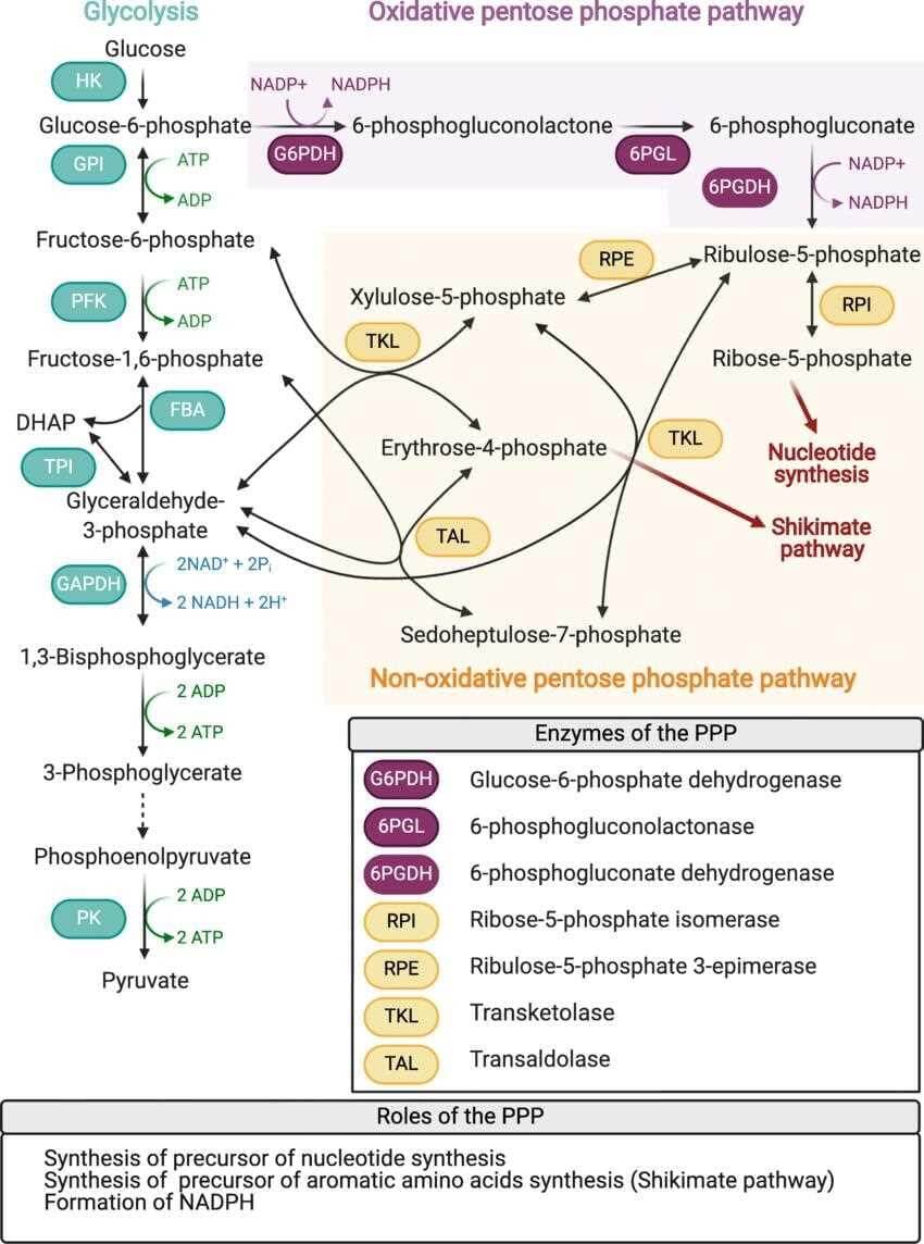 Role-of-Pentose-Phosphate-Pathway-in-Tumor-1.jpg
