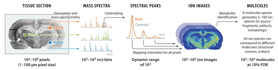 An imaging mass spectrometry (MS) dataset