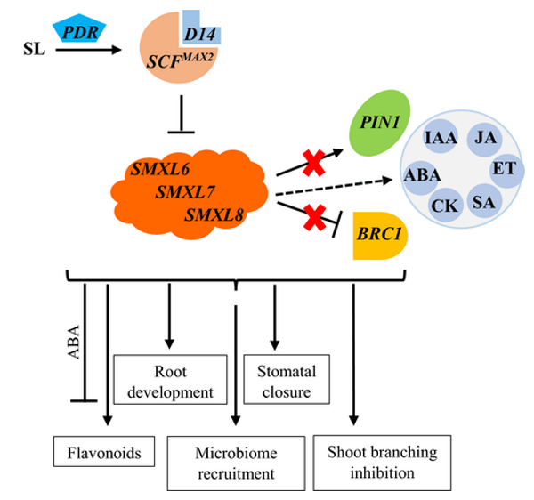 Model of SL signaling and downstream physiological and phenotypic effects