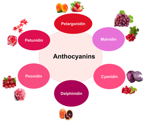 Structure, Function and Assay of Anthocyanins