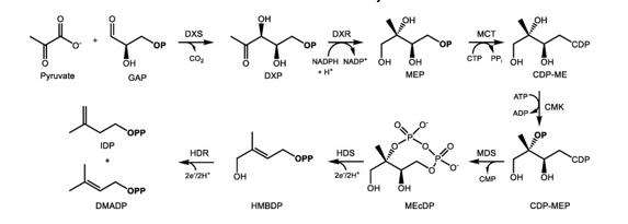 Biosynthesis of IDP and DMADP via the MEP pathway in the plastid.