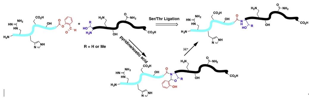 Serine/threonine ligation for the chemical synthesis of proteins.