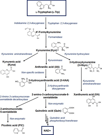 Scheme of ʟ-tryptophan metabolism via kynurenine pathway