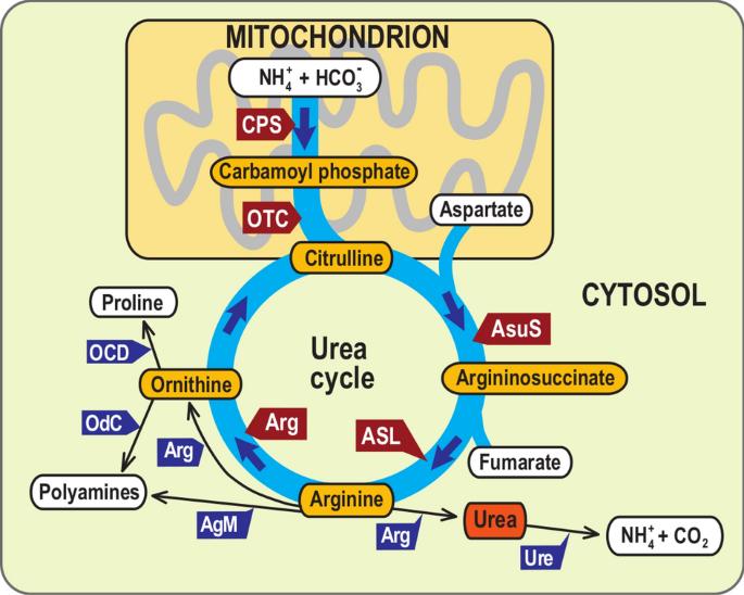 Urea Cycle Steps