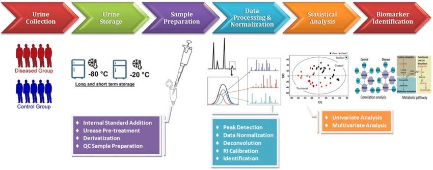 Workflow of GC–MS-based untargeted metabolomic analysis of urine