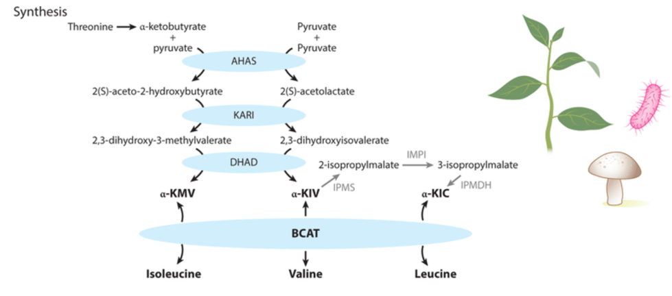 BCAA synthesis occurs in plants, bacteria, and fungi