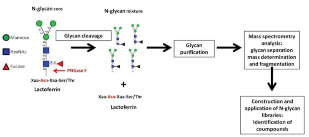 Schematic of enzymatic N-glycan released from protein and workflow for characterization of the released glycans