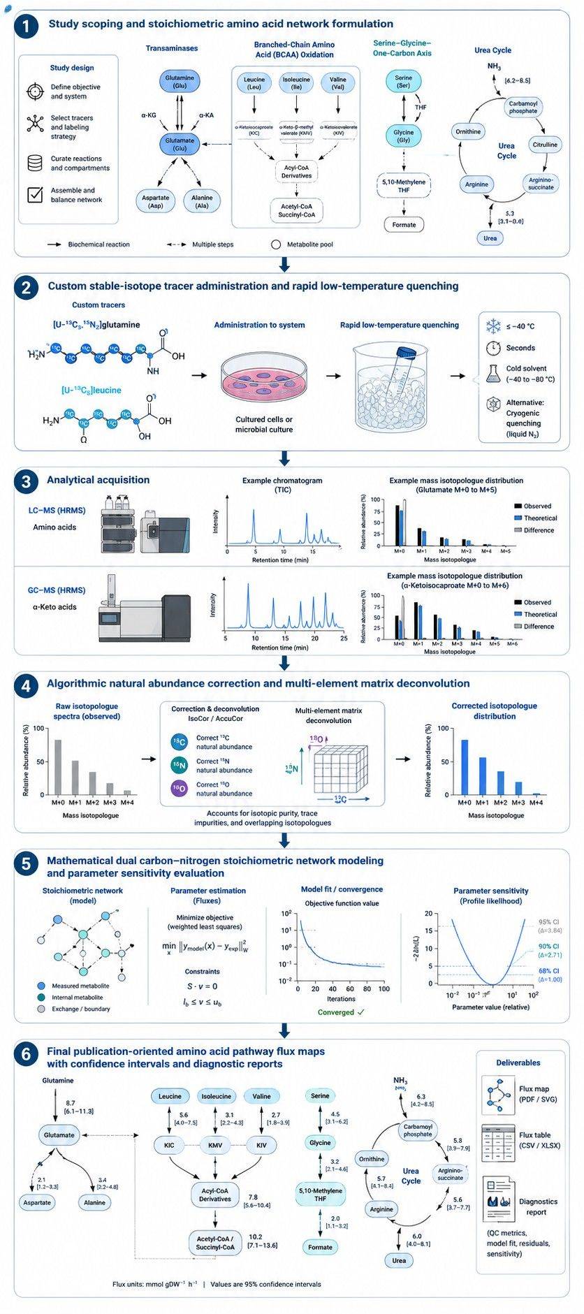 Six-step workflow for amino acid metabolic flux analysis