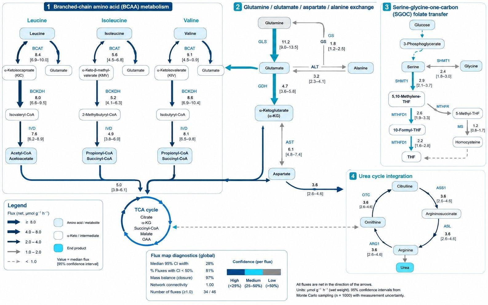 Quantitative amino acid metabolic pathway flux map with BCAA and SGOC rates