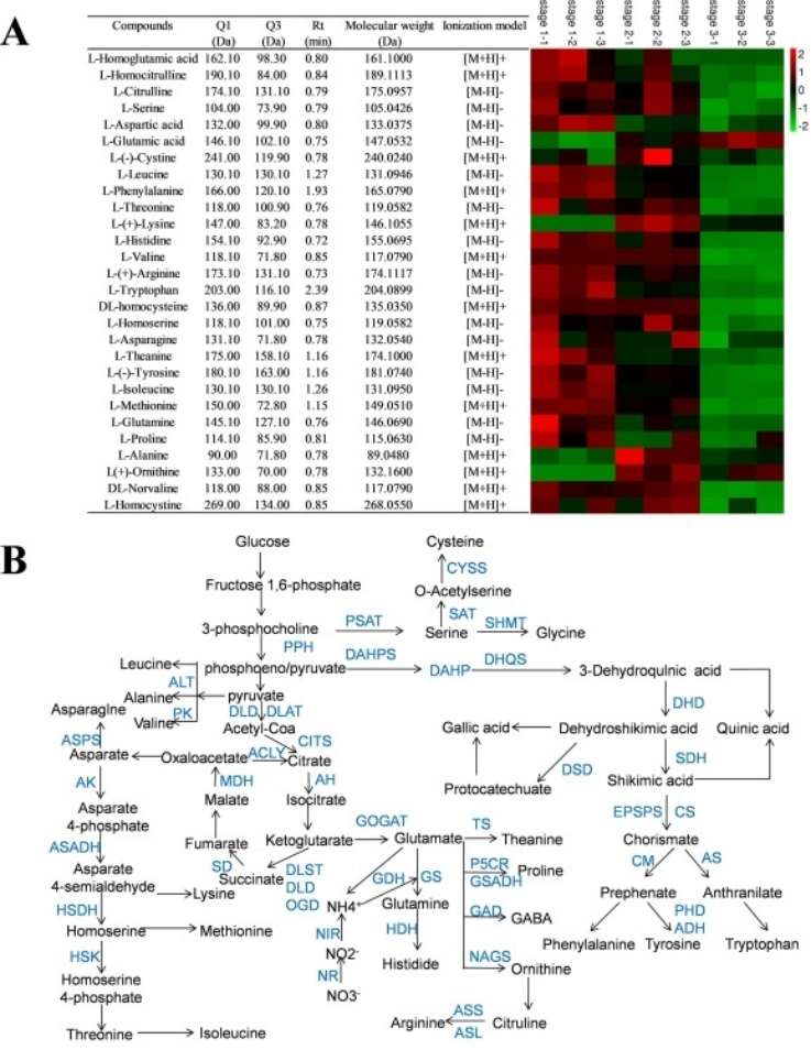 Figure 1 Gene and amino acids analysis in T. grandis kernels