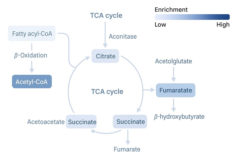 Pathway map of fatty acid β-oxidation, TCA cycle, and ketogenesis with key intermediates and highlighted enrichments.