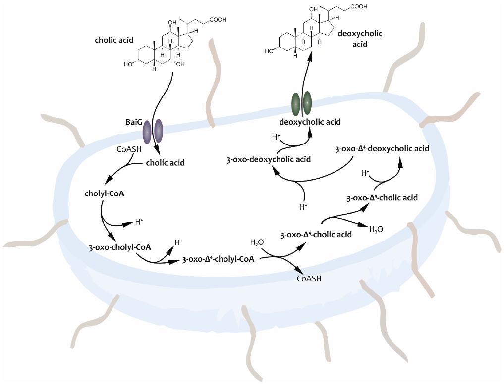 bile-acid-metabolism-dogs-biochemistry-disease-mechanisms-2.jpg