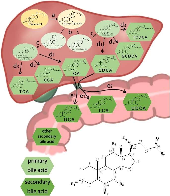 bile-acids-classification-synthesis-and-metabolism-detection-methods-figure-1.jpg