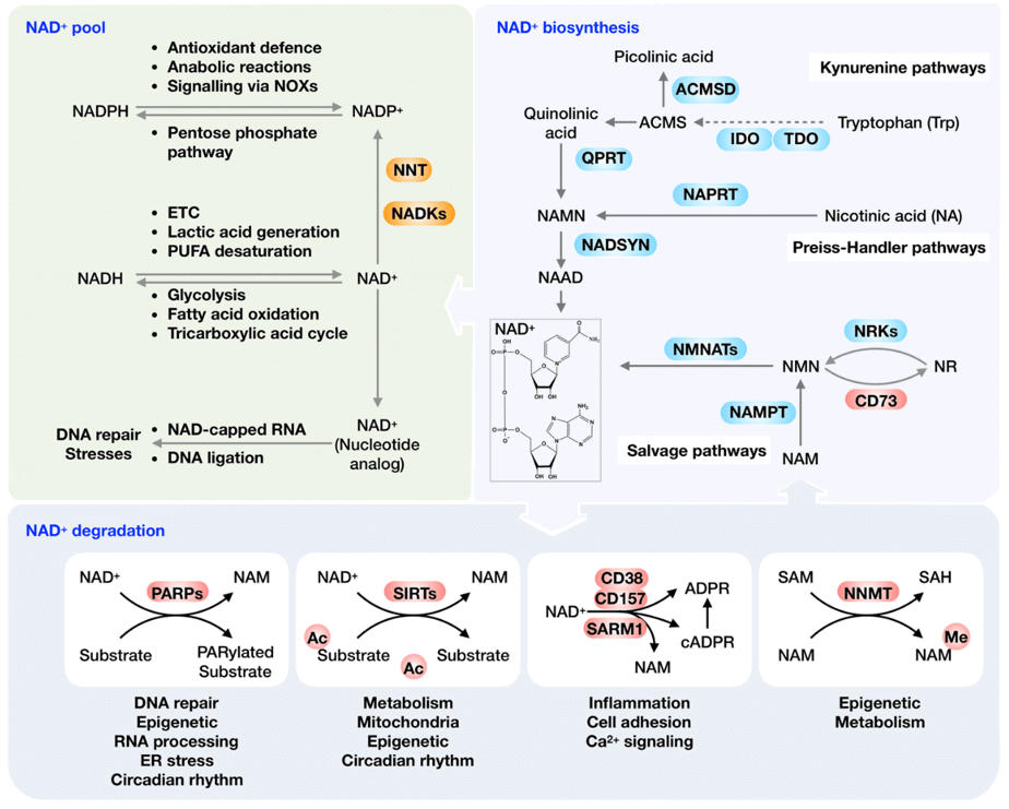 NAD+ metabolism and its physiological function