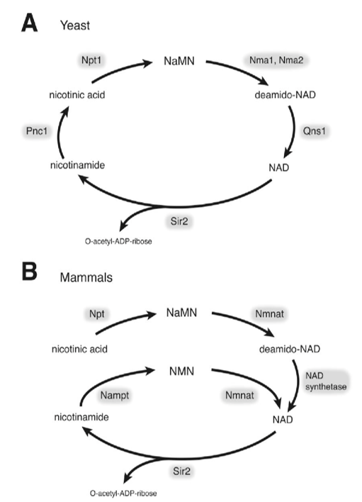 Biosynthesis, Metabolism and Detection of NAD