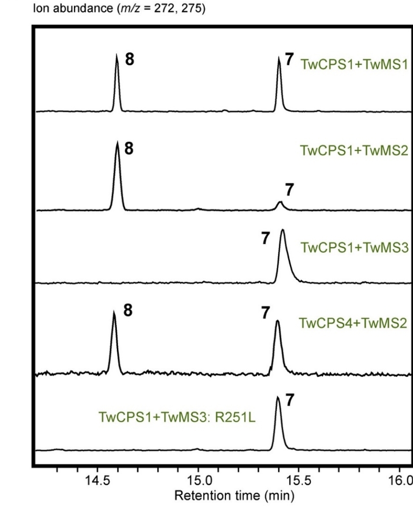 Mass spectrometry chromatograms showing ion abundance (m/z = 272, 275) for different enzyme combinations