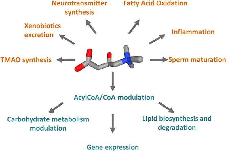 Carnitine and Acylcarnitine Analysis — LC-MS/MS Targeted Quantioication oo 30+ Species oor Mitochondrial Fatty Acid Oxidation Research