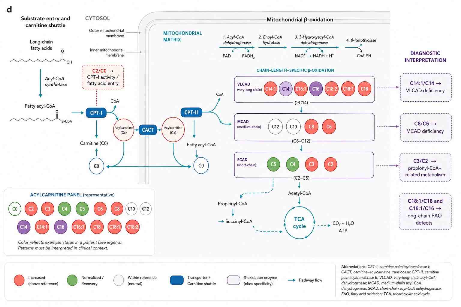 Mitochondrial Fatty Acid Oxidation Pathway with Acylcarnitine Species Mapping