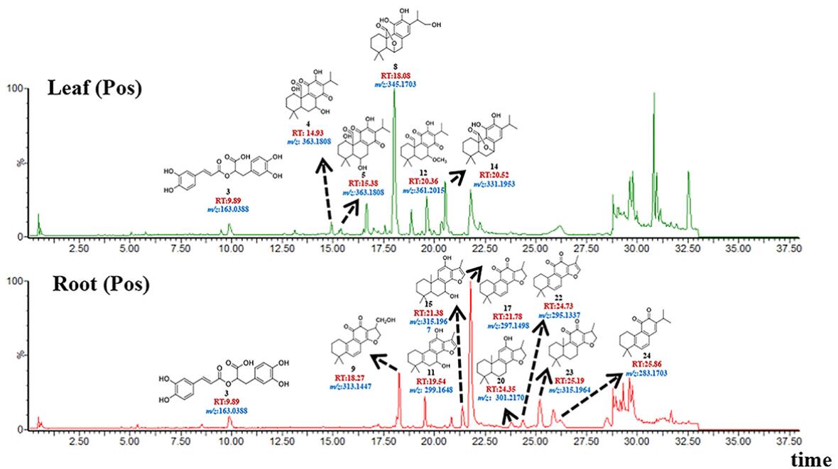 Total ion current (TIC) chromatograms of leaves and roots in the positive-ion modes annotated with identified metabolites (3, 4, 5, 8, 9, 11, 12, 14, 15, 17, 20, 23 and 24), including corresponding structure, retention time (RT), and mass to charge ratio (m/z).