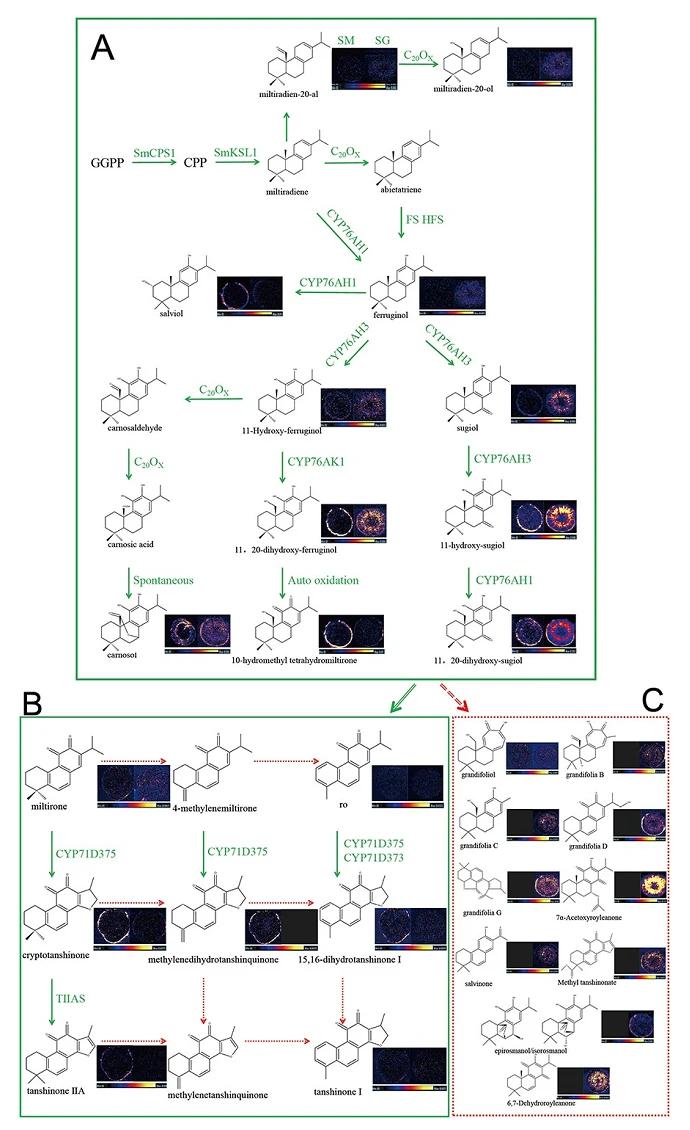Spatial distribution of diterpenoid biosynthetic pathways in S. miltiorrhiza and S. grandifolia roots