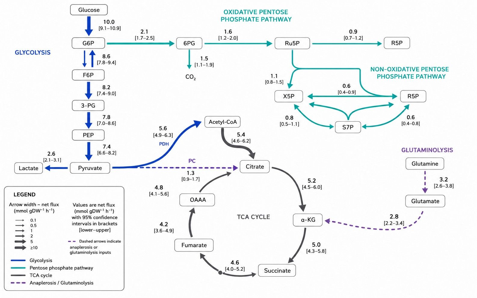 Central carbon metabolic flux map with reaction rate and confidence annotations