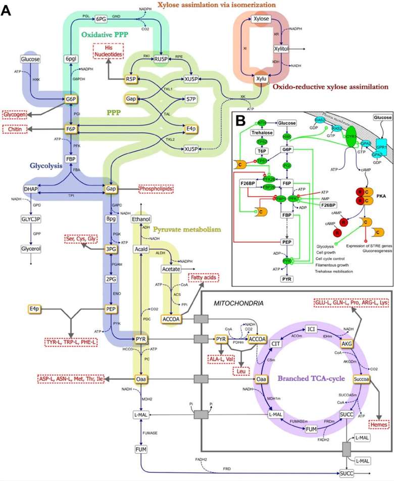 central-carbon-metabolism-analysis-pathways-applications-figure-1.jpg