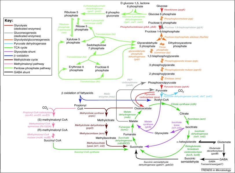 central-carbon-metabolism-in-bacteria-1.jpg