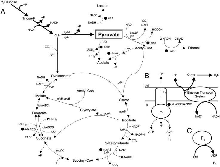 Summary of central metabolism in E. coli.