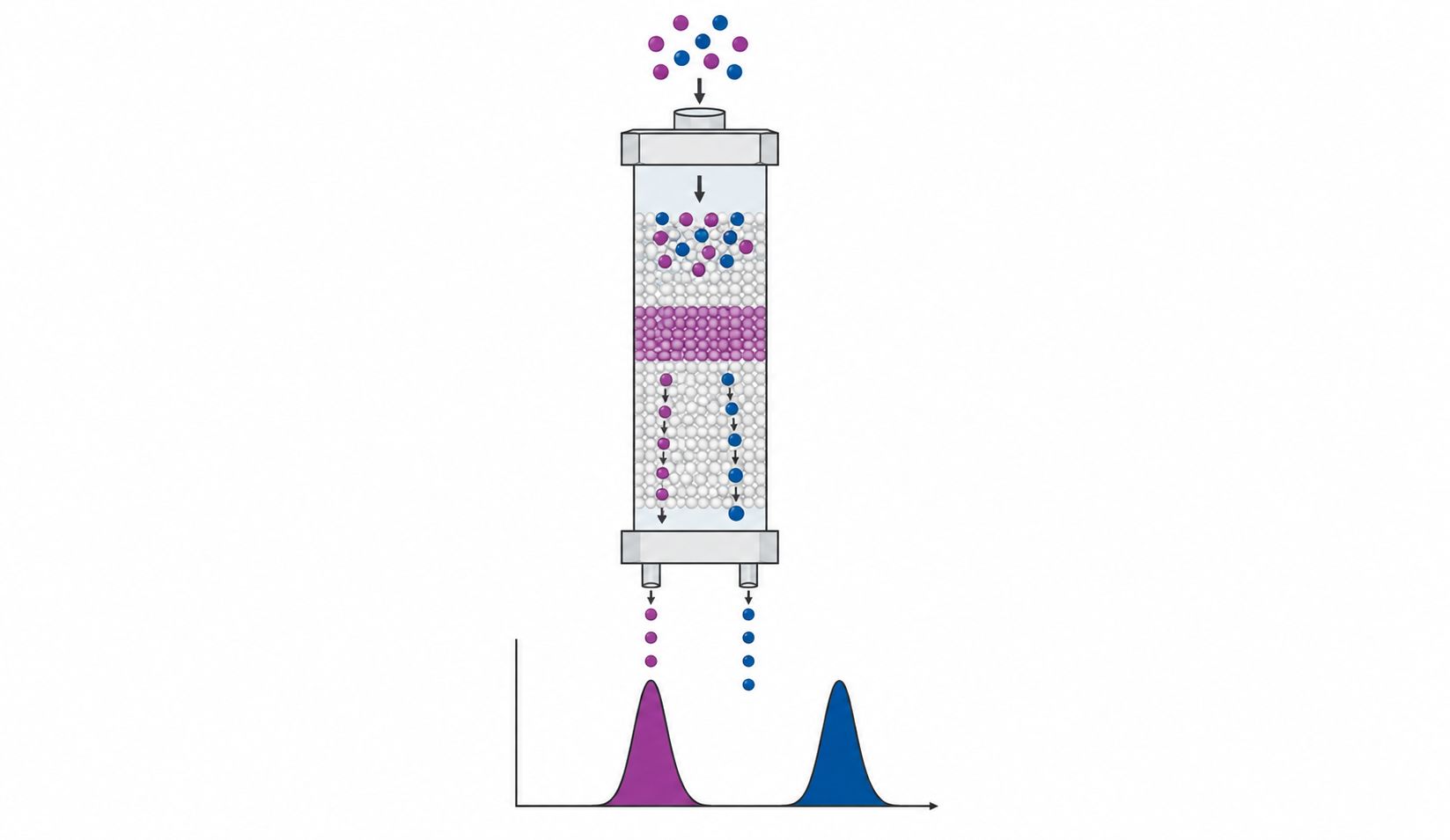 Chiral column separation principle: D and L enantiomers resolved on chiral stationary phase